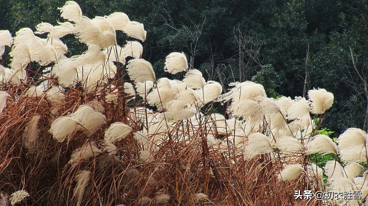 早冬芦花诗词古句三首鉴赏（芦花冉冉弄斜晖，十月江天似雪飞）