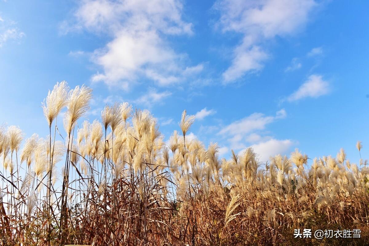 早冬芦花诗词古句三首鉴赏（芦花冉冉弄斜晖，十月江天似雪飞）