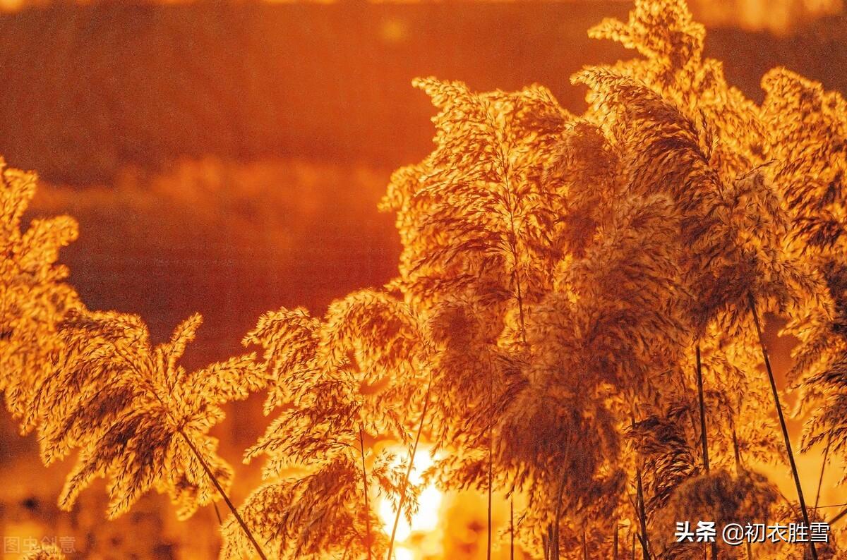 早冬芦花诗词古句三首鉴赏（芦花冉冉弄斜晖，十月江天似雪飞）