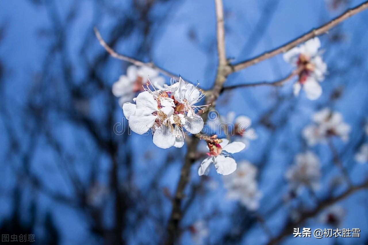 暗移梅影过红桥，裙带北风飘（有古意的冬日情词）