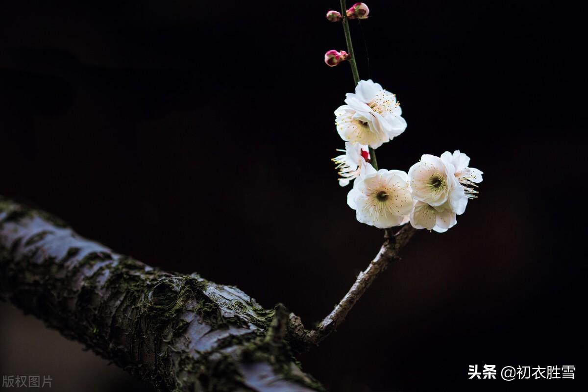 暗移梅影过红桥，裙带北风飘（有古意的冬日情词）