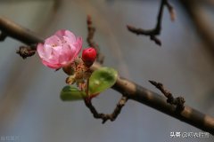 海棠经典诗词大全（初冬海棠古诗六首）