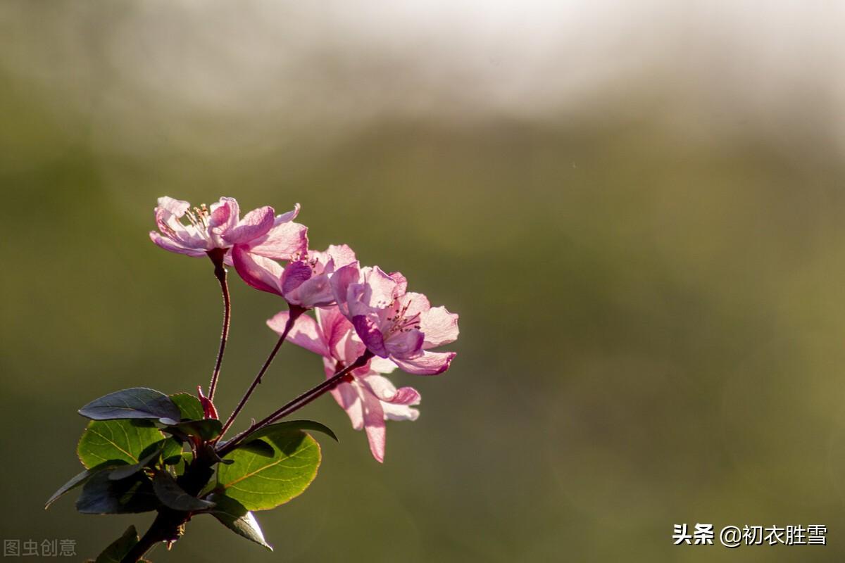 海棠经典诗词大全（初冬海棠古诗六首）