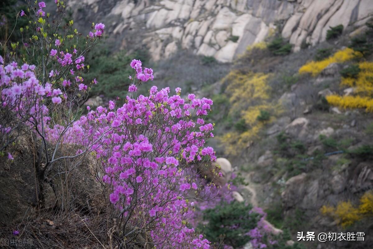 可是小春风物早，檐头一束杜鹃花（江南早冬古诗四首）