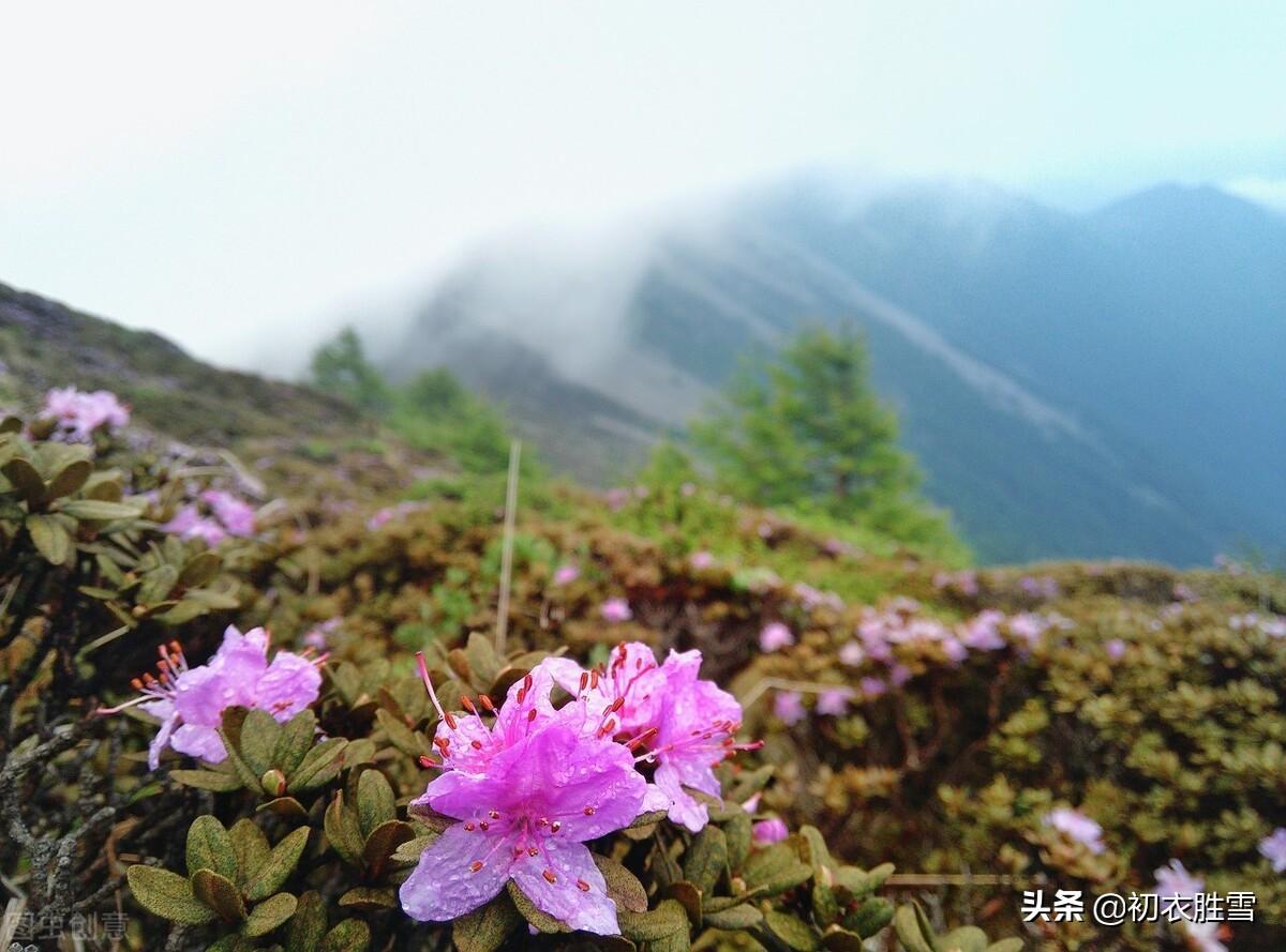 可是小春风物早，檐头一束杜鹃花（江南早冬古诗四首）