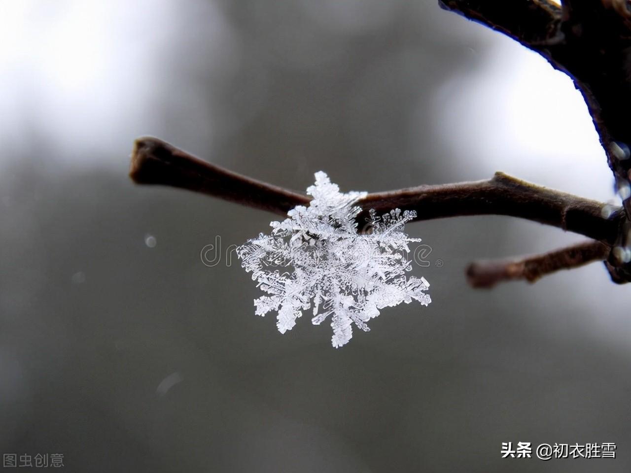 小雪经典诗词大全（小雪节气菊诗五首）