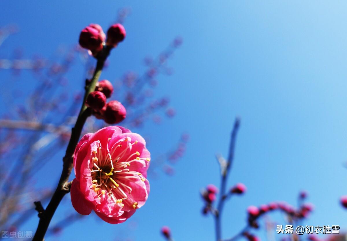 初冬小春月诗词五首（阳林小春醉风日，小春花信日边来）