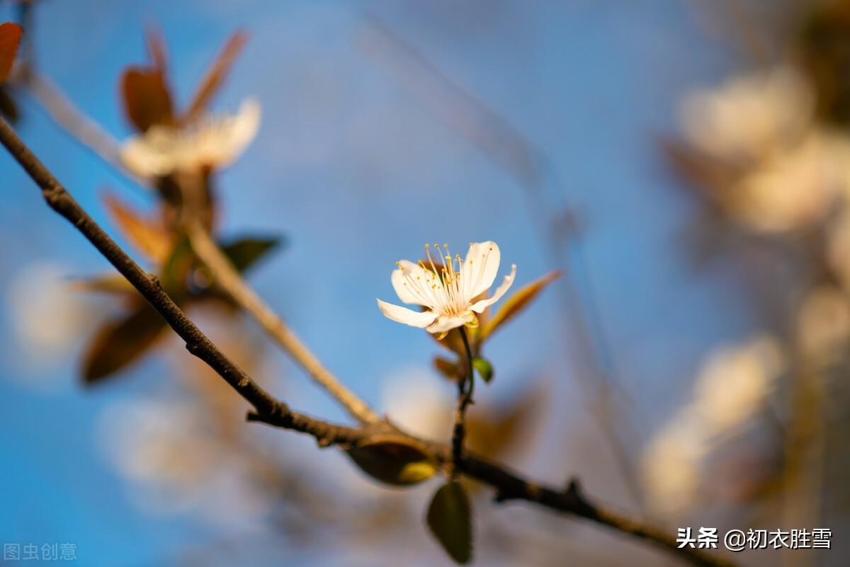 初冬小春月诗词五首（阳林小春醉风日，小春花信日边来）