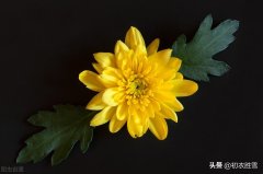 菊花经典诗词大全（初冬清丽菊花古诗五首）