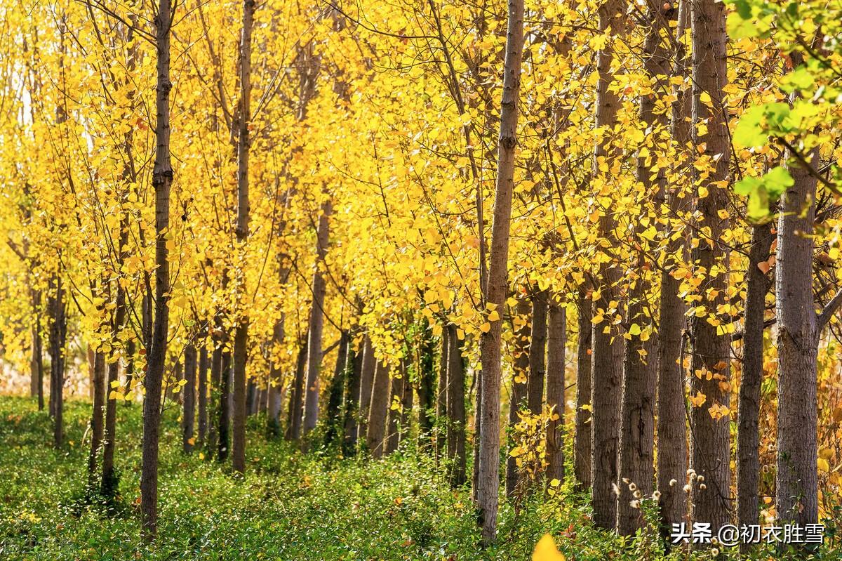 白杨经典诗词有哪些（冬日白杨古诗五首）