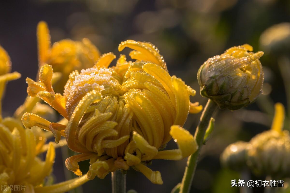 菊花经典诗词有哪些（立冬菊花古诗六首）