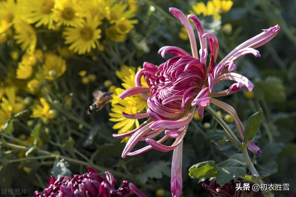 菊花经典诗词有哪些（立冬菊花古诗六首）