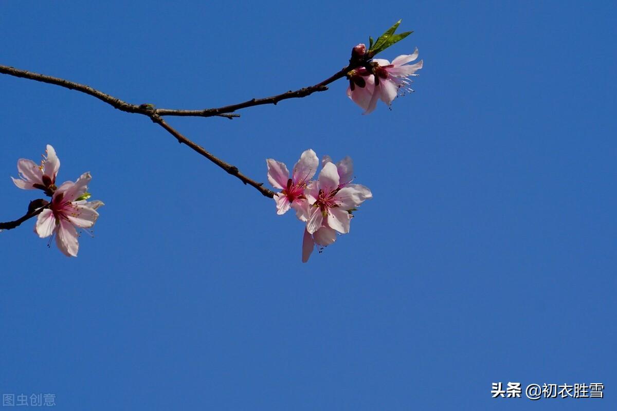 立冬节气古诗六首（黄花独带露，红叶已随风）