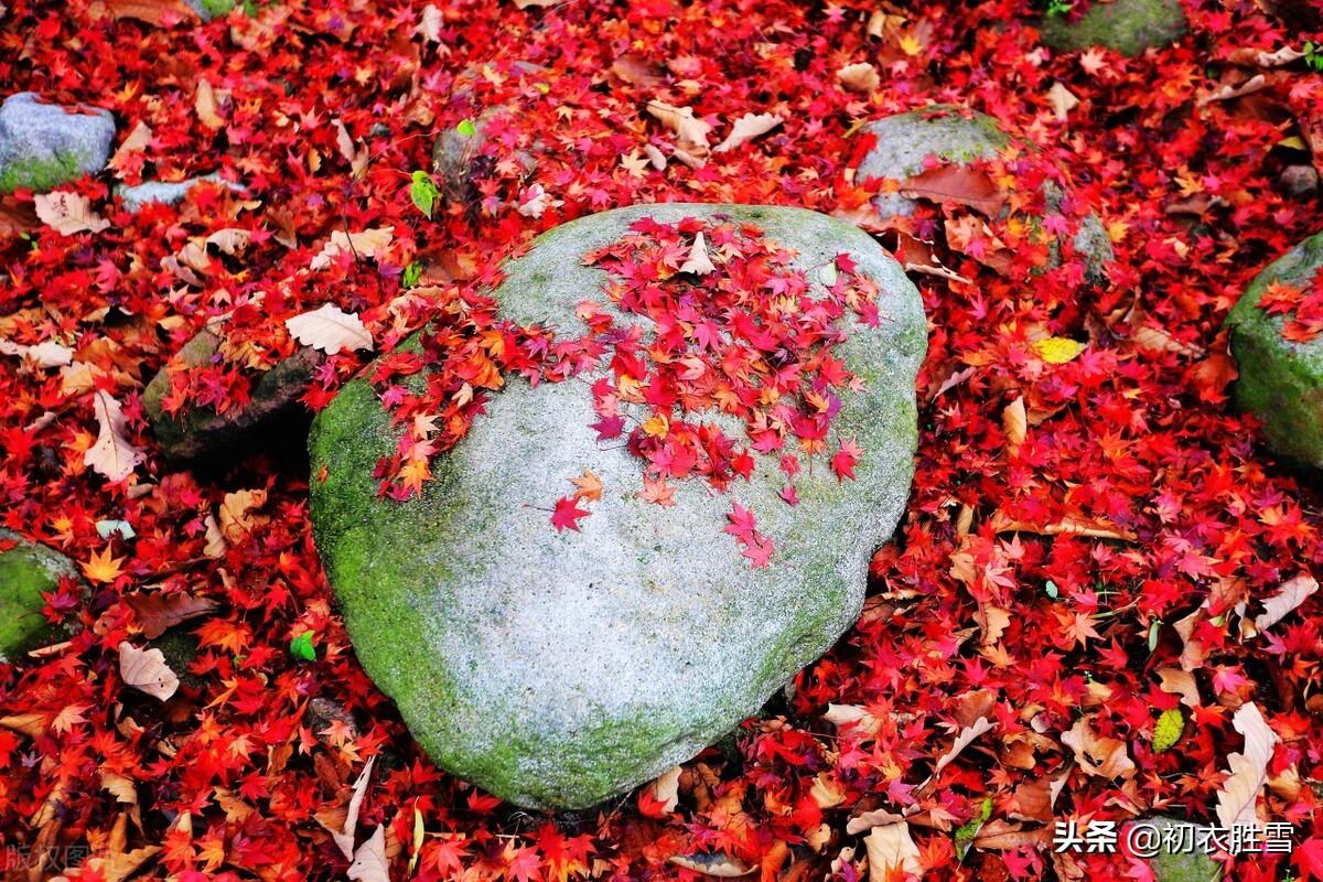 立冬节气古诗六首（黄花独带露，红叶已随风）