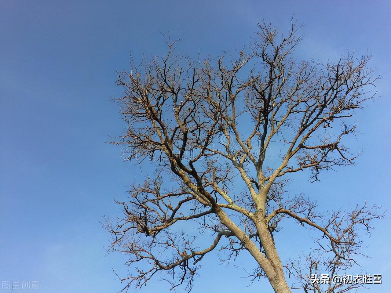 立冬节气古诗六首（黄花独带露，红叶已随风）