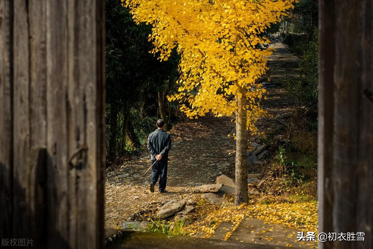 落叶经典诗词有哪些（明丽落叶诗词古句六首）