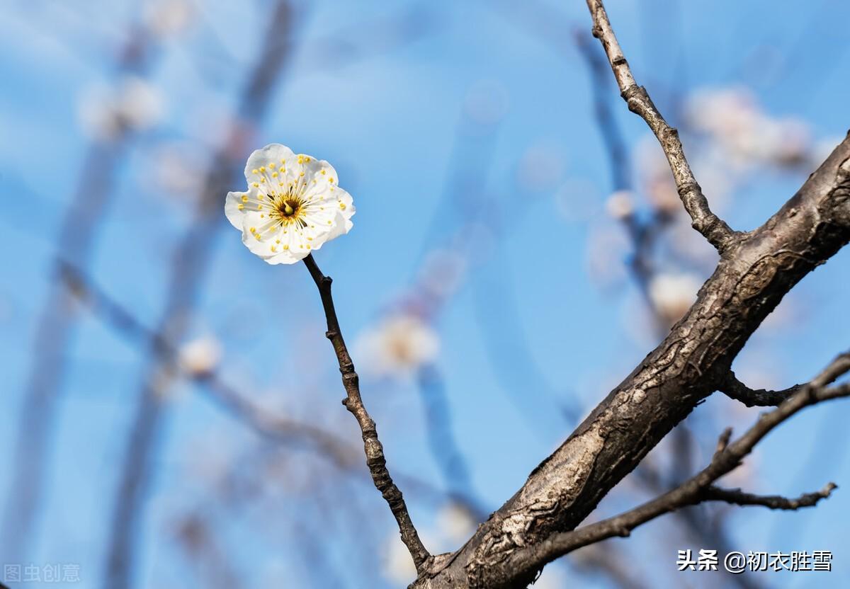 早冬唯美诗词六首（寒暑运四时，独有春不死）