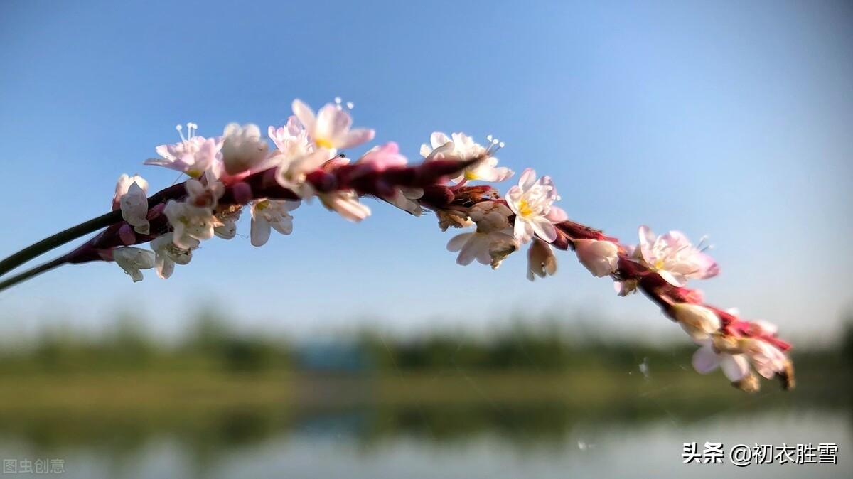 蓼花唯美古诗有哪些（蓼花古诗五首）