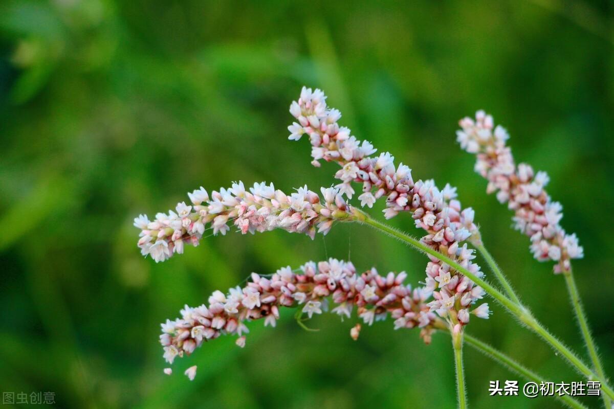 蓼花唯美古诗有哪些（蓼花古诗五首）