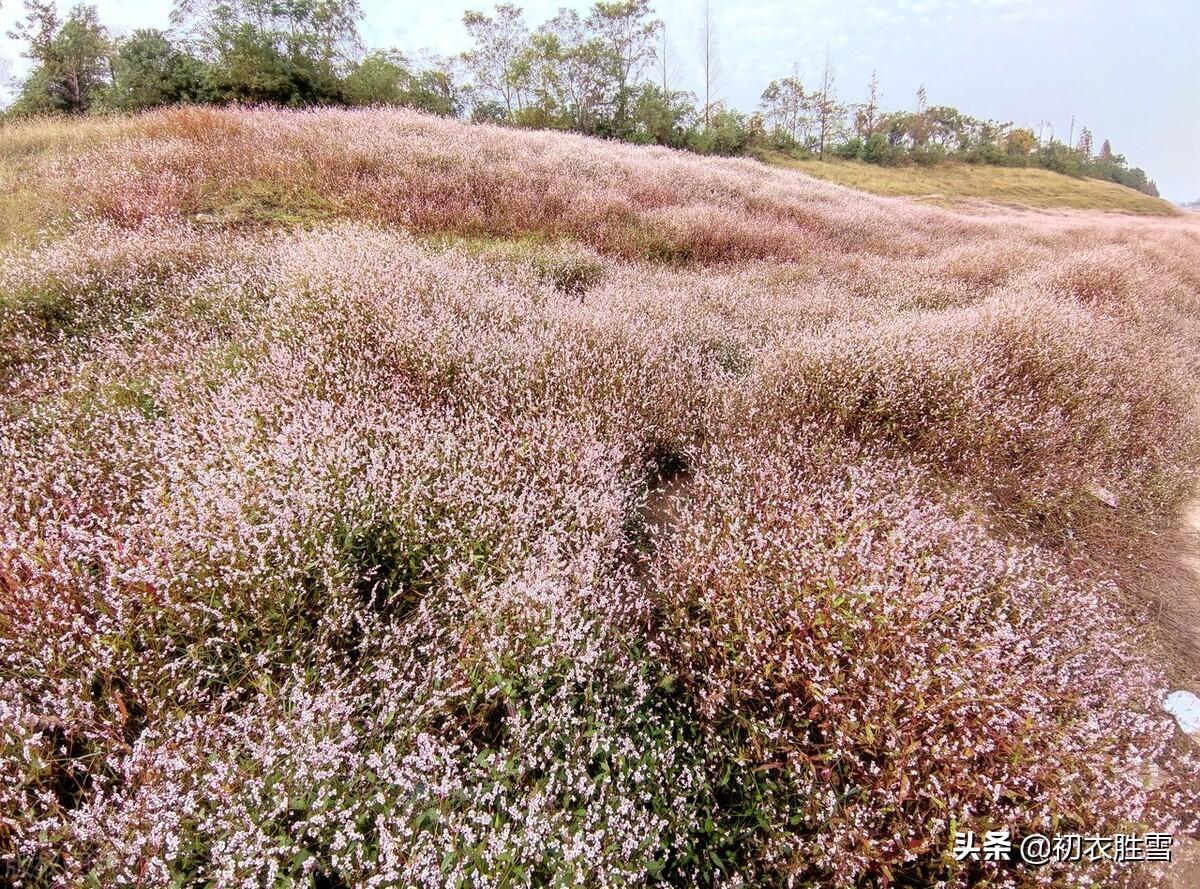 蓼花唯美古诗有哪些（蓼花古诗五首）