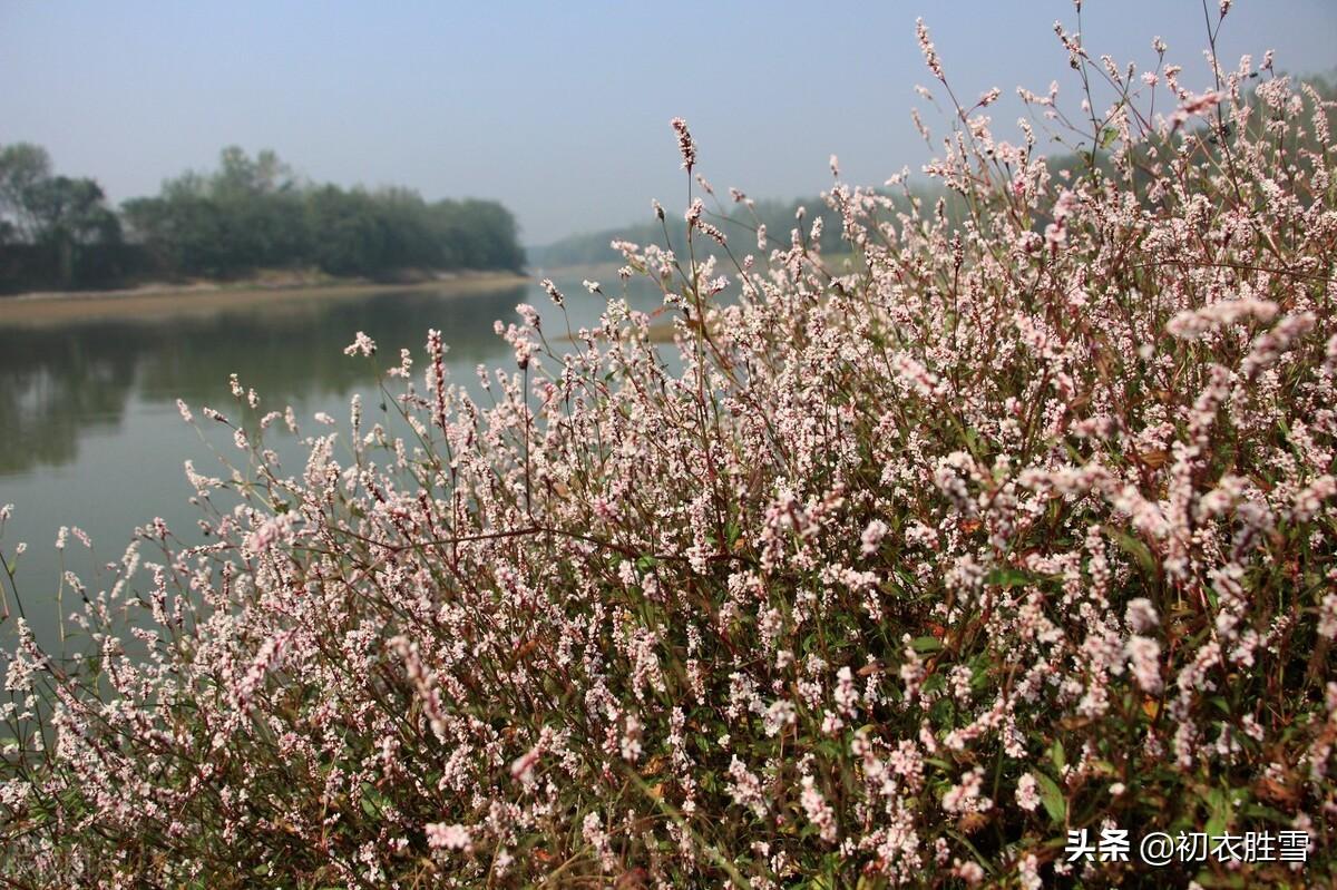 蓼花唯美古诗有哪些（蓼花古诗五首）