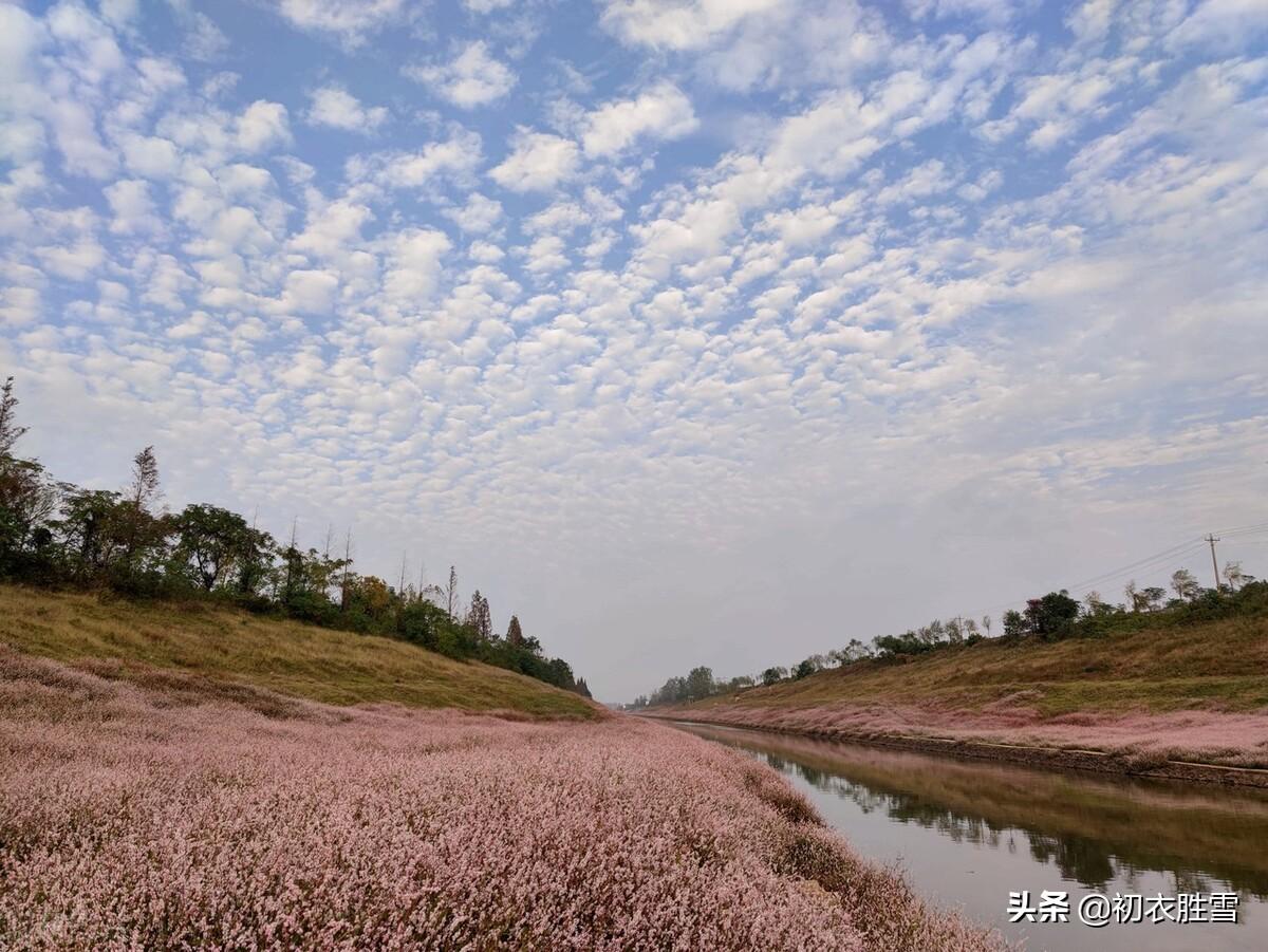 蓼花唯美古诗有哪些（蓼花古诗五首）