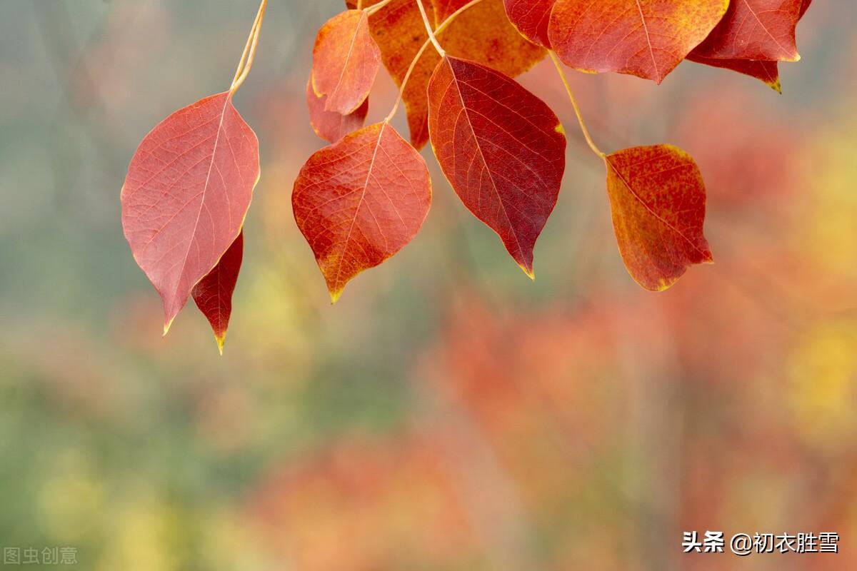 晚秋唯美古诗大全（​晚秋红叶乌桕诗词七首）