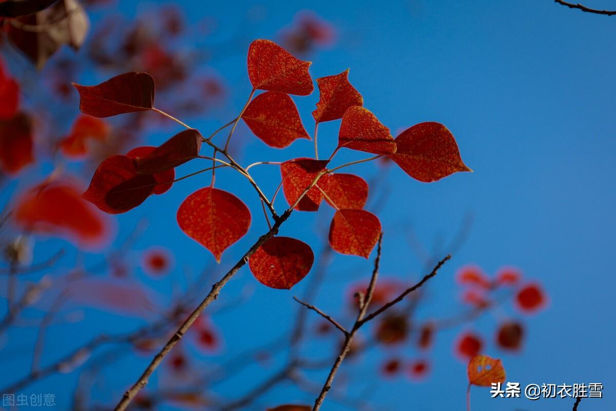 晚秋唯美古诗大全（​晚秋红叶乌桕诗词七首）