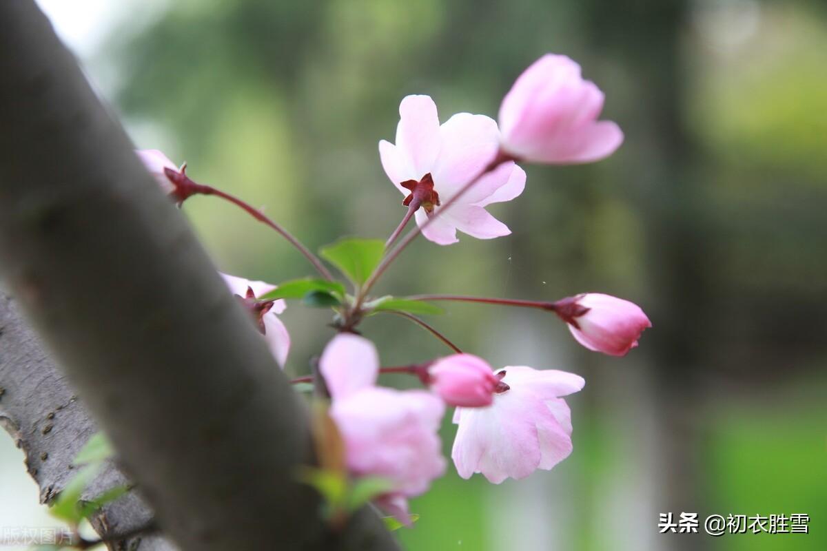 海棠唯美古诗有哪些（反季节秋日海棠三首）