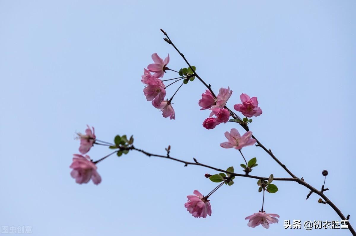 海棠唯美古诗有哪些（反季节秋日海棠三首）