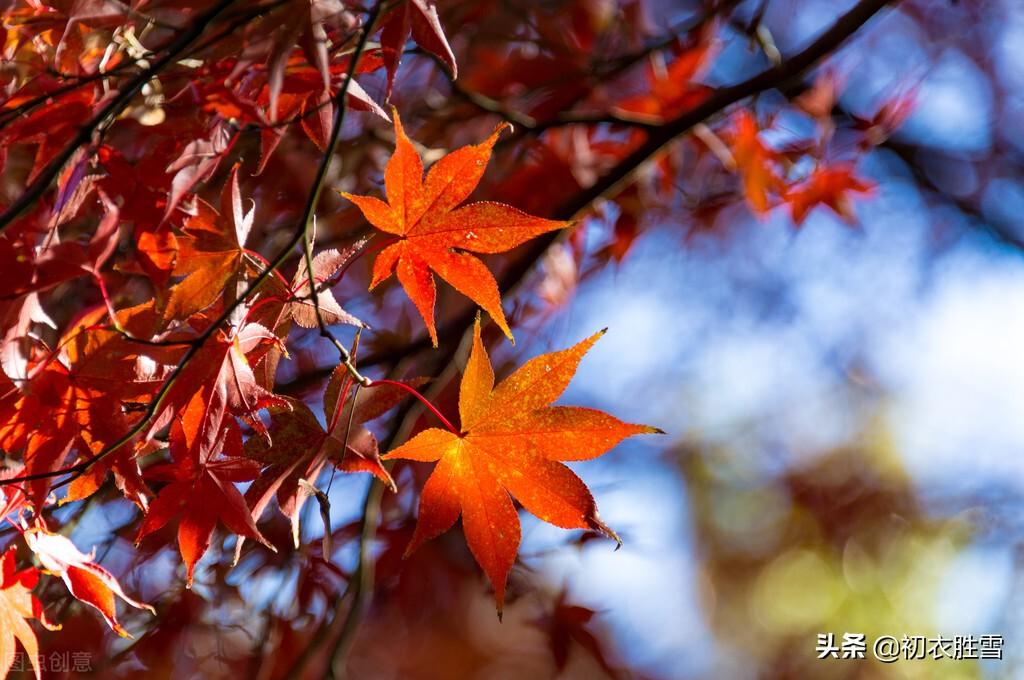 霜降唯美的古诗大全（霜降节气霜叶优美古诗四首）