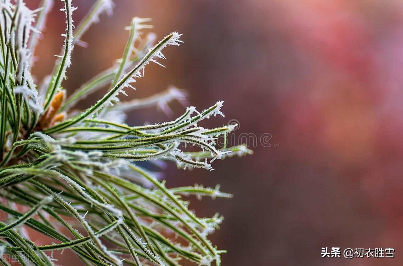 霜降天宇晶，极目万山横（二十四节气霜降诗词四首）