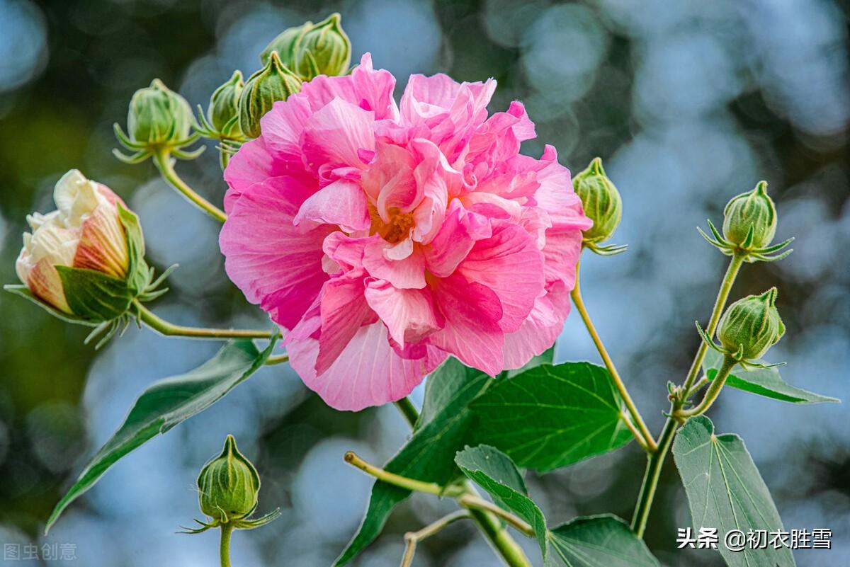 霜降节气之花木芙蓉五首（芙蓉一朵霜秋色，静对西风脉脉）