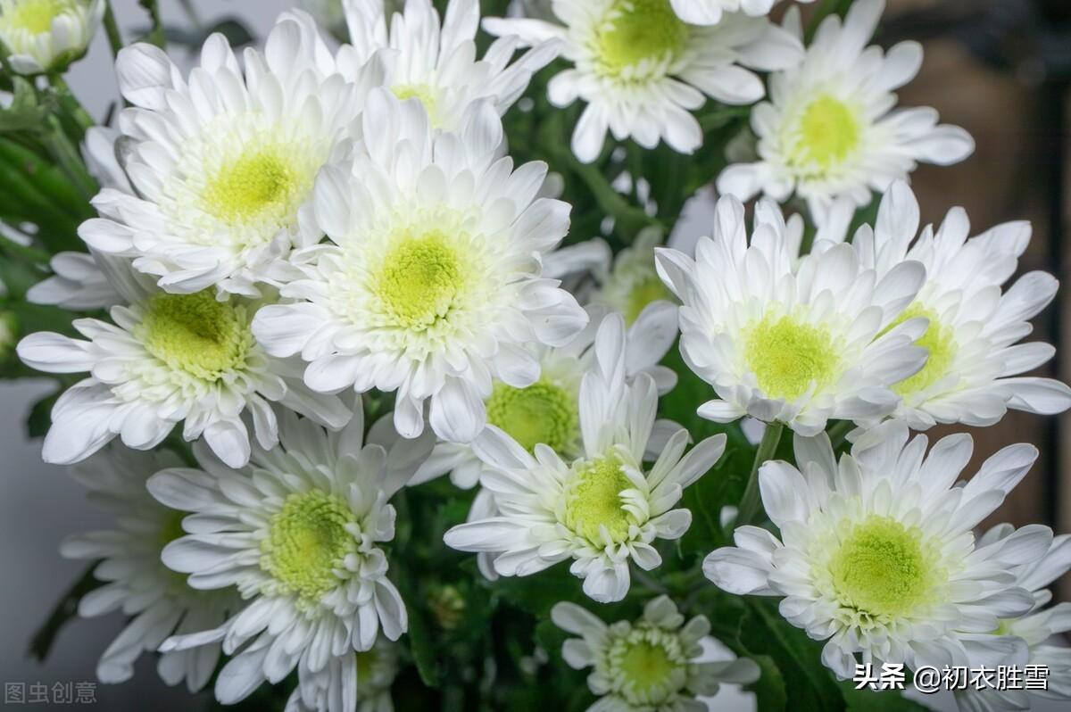 菊花唯美古诗大全（晚秋白菊美诗七首）