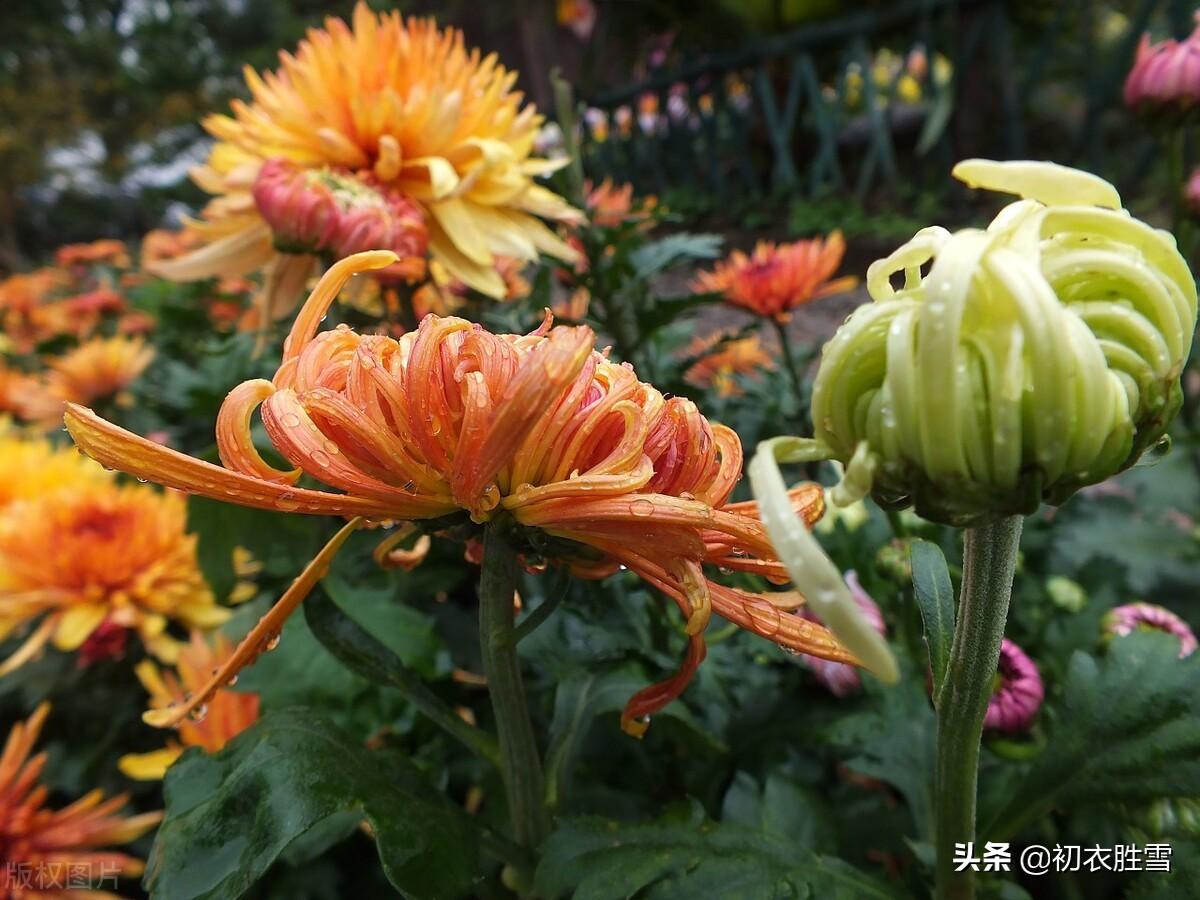 菊花唯美古诗大全（秋雨菊花美诗五首）