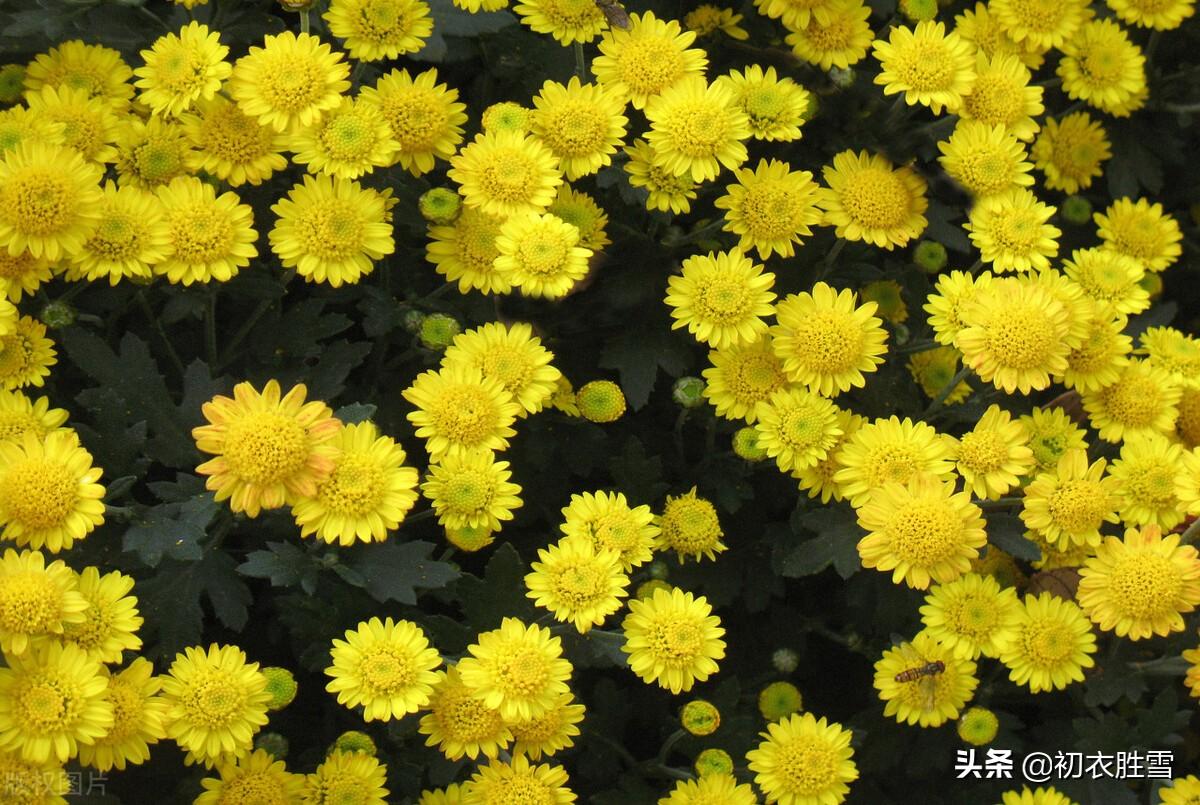 老人节唯美古诗大全（大气爱国重阳节诗词六首）