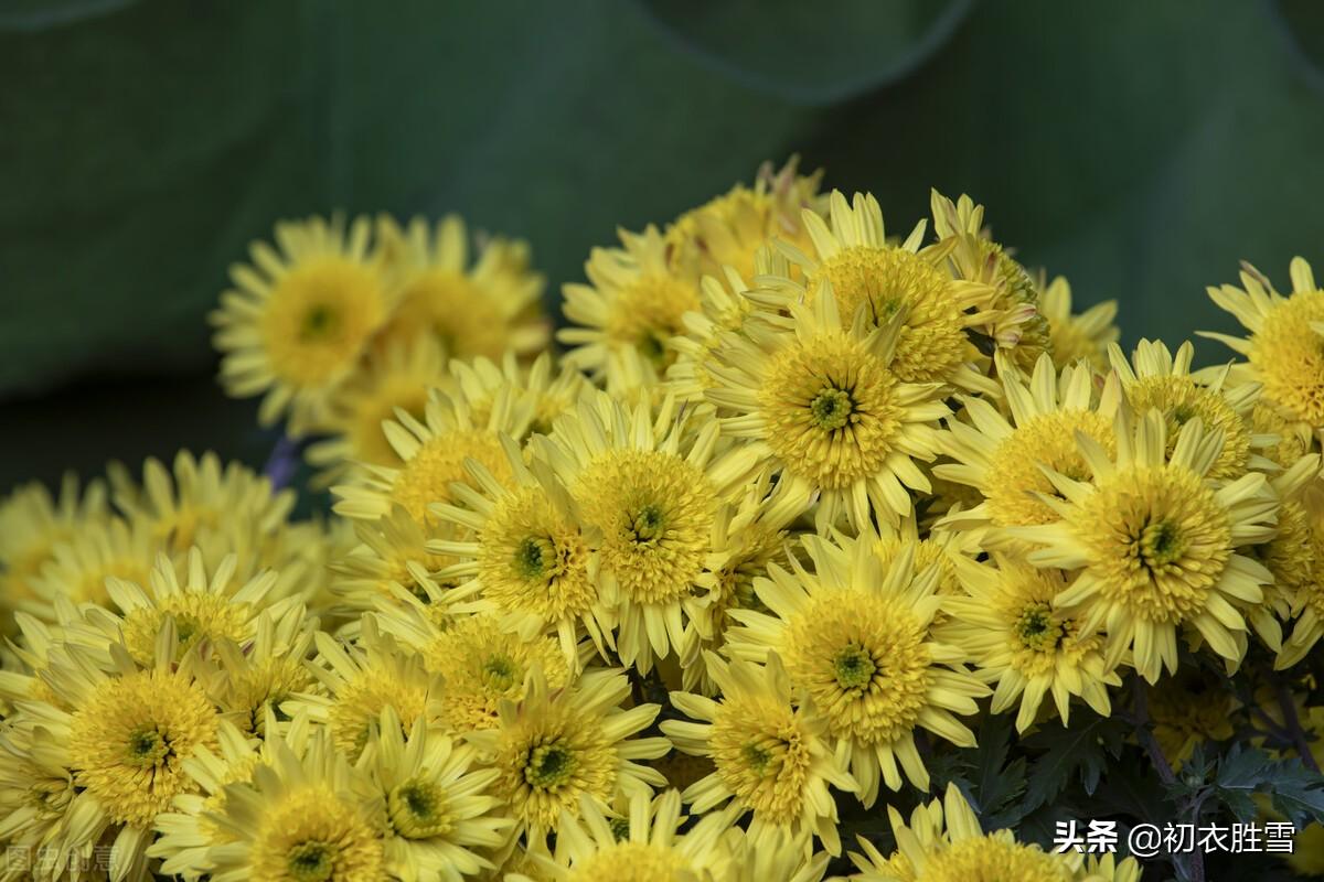 重阳节菊花美诗九首（满庭黄菊篱边拆，菊花须插满头归）