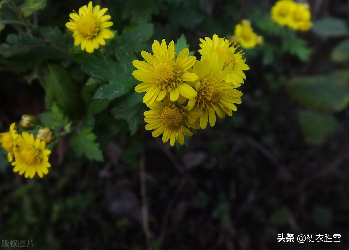 晚秋优美诗词三首鉴赏（千林红叶同春赏，一本黄花金十串）