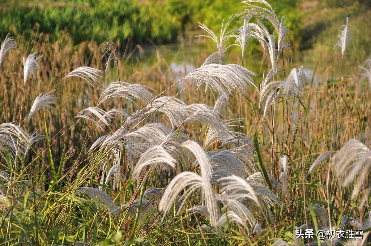 芦花经典诗词有哪些（​明丽芦花优美诗词六首）