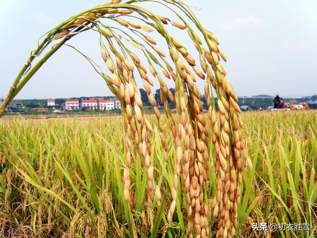 秋分经典诗词鉴赏（二十四节气之秋分美诗五首）