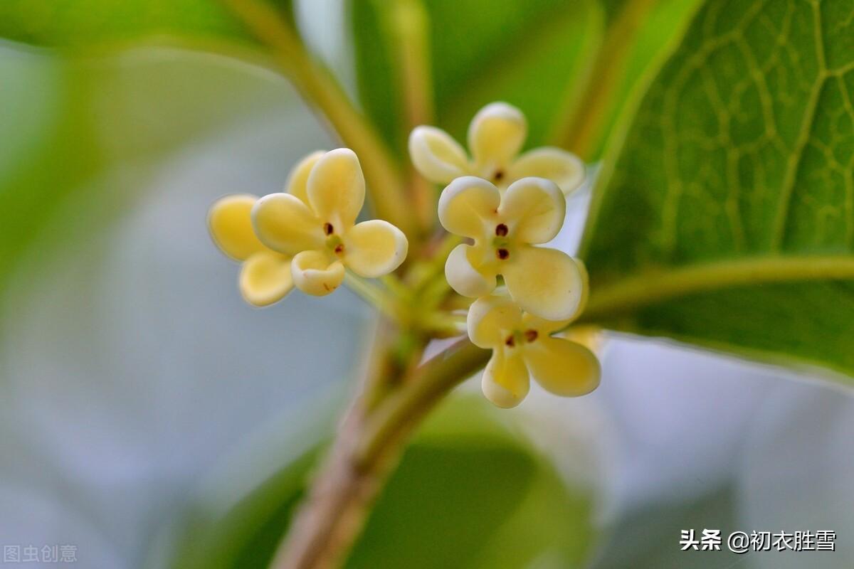 桂花经典诗词有哪些（明丽清新桂花绝句六首）