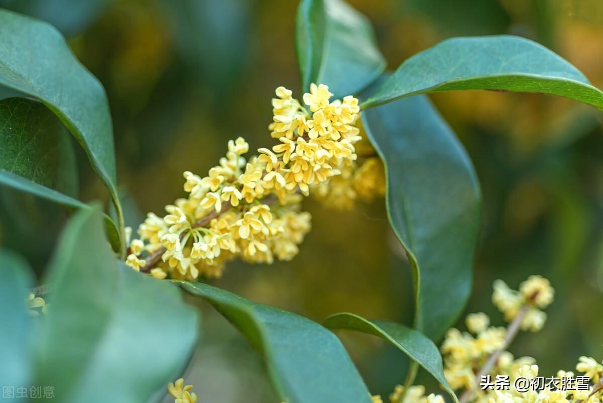 桂花经典诗词有哪些（明丽清新桂花绝句六首）