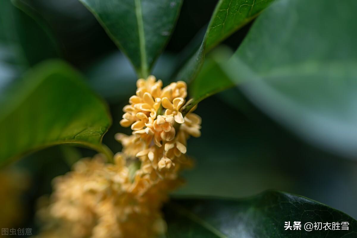 桂花经典诗词有哪些（明丽清新桂花绝句六首）