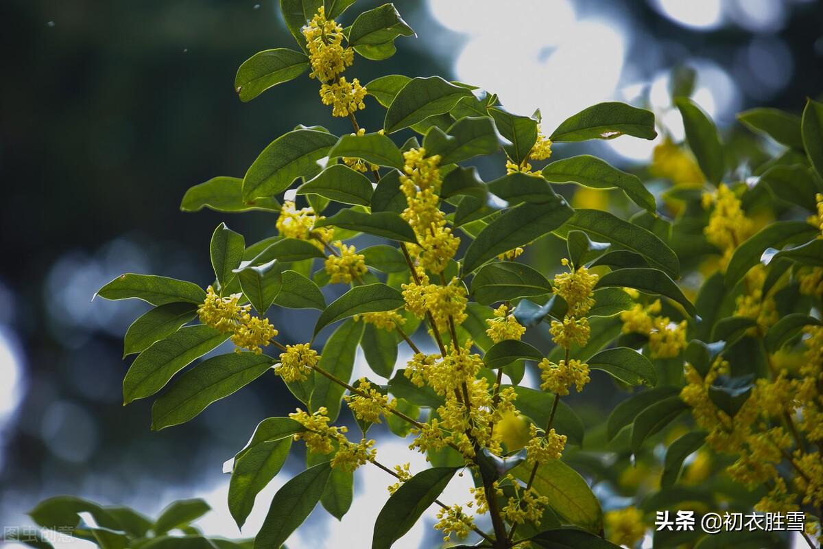 杨万里经典诗词有哪些（杨万里桂花古诗七首）