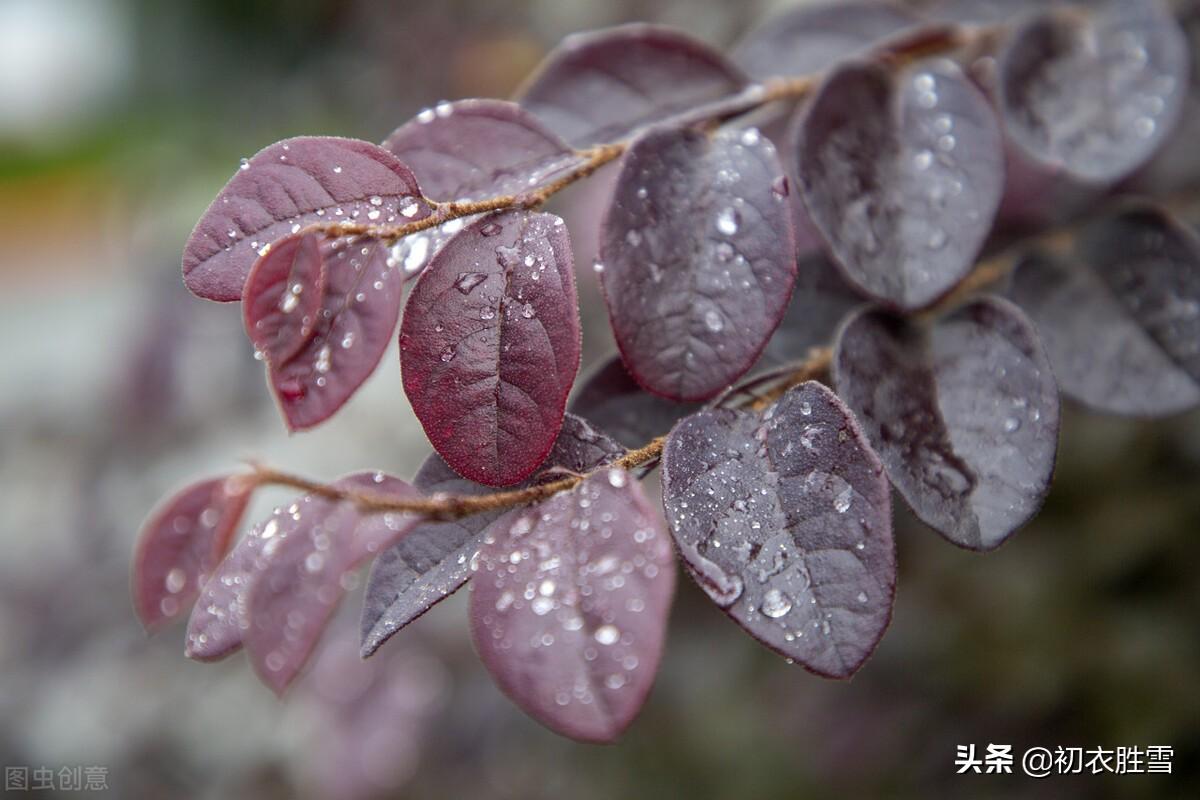 白居易六首白露诗词（八月白露降，白露木兰枝）