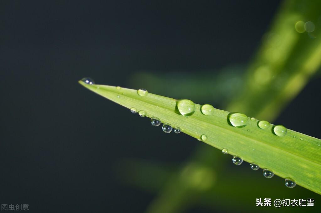 白居易六首白露诗词（八月白露降，白露木兰枝）