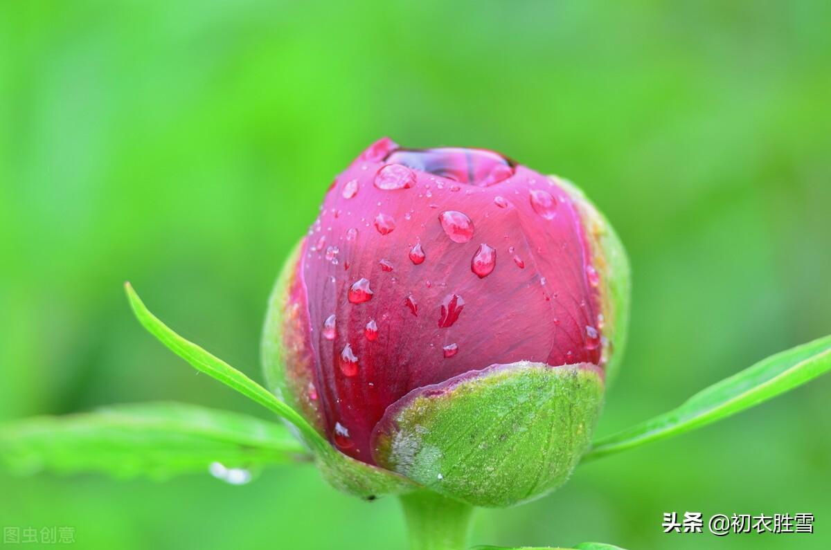 白居易六首白露诗词（八月白露降，白露木兰枝）