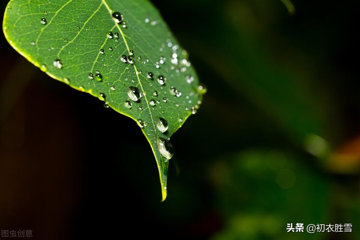 李白白露唯美古诗五首（秋露白如玉，白露湿花时）