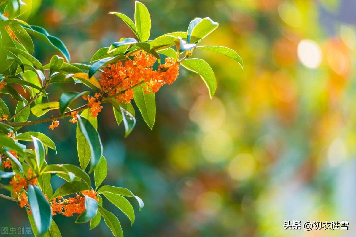 桂花经典诗词大全（金秋桂花唯美古诗三首）