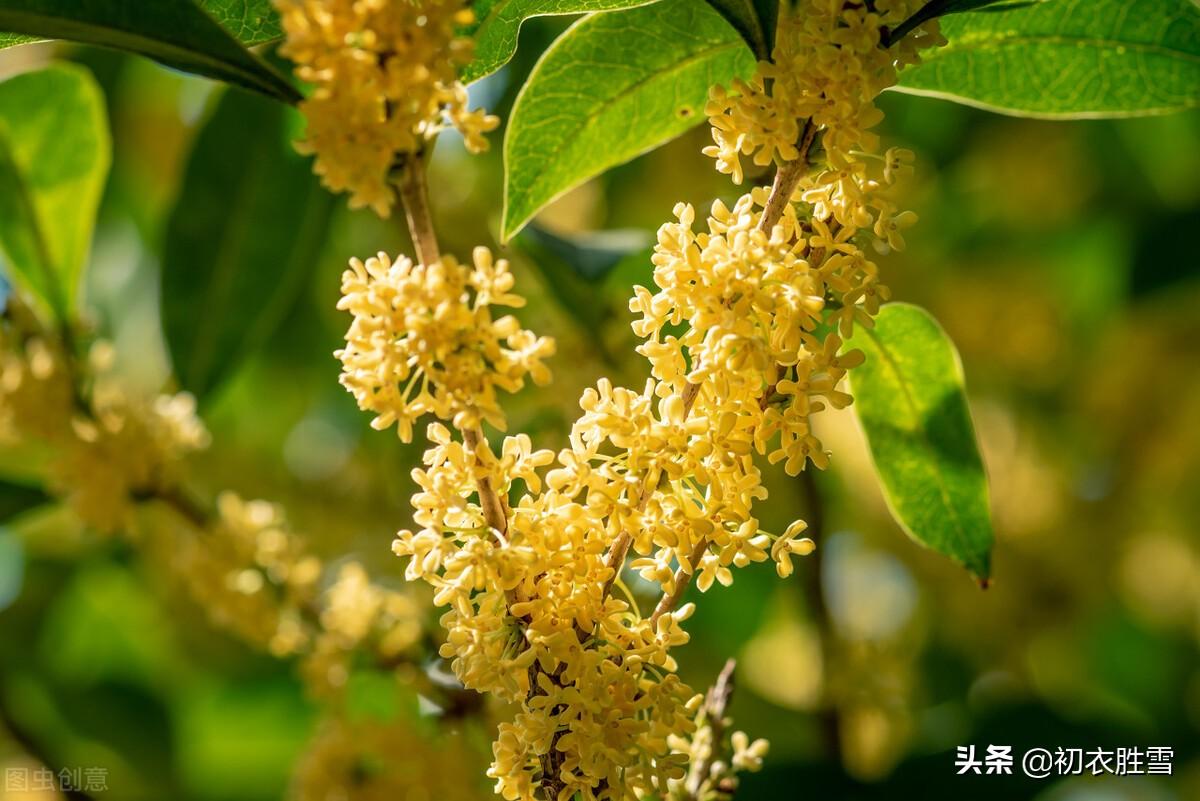 桂花经典诗词大全（金秋桂花唯美古诗三首）